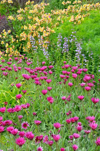 Красочный летний сад — стоковое фото