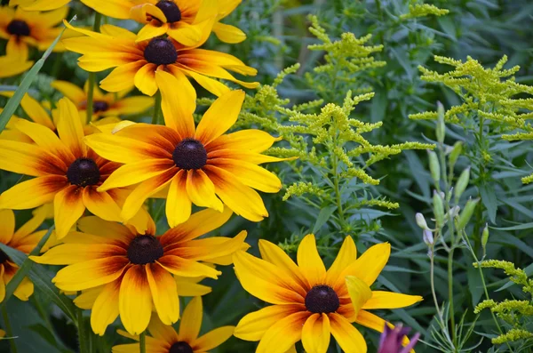 Rudbeckia żółte kwiaty — Zdjęcie stockowe