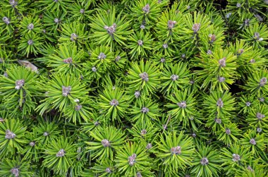 herdem yeşil dallar