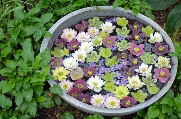 Colorati fiori di elleboro in acqua — Foto Stock