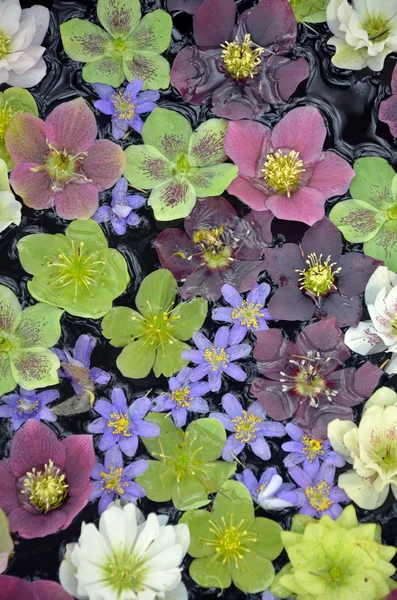 Renkli helleborus çiçek su — Stok fotoğraf