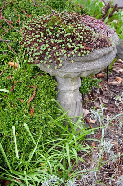 Decoratieve birdbath met planten — Stockfoto