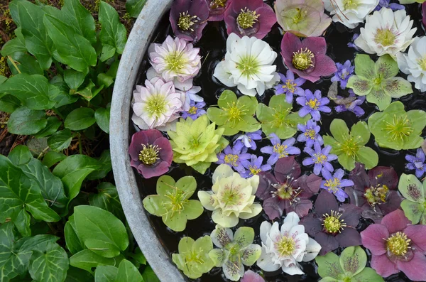 Colorful hellebores flowers in water — Stock Photo, Image