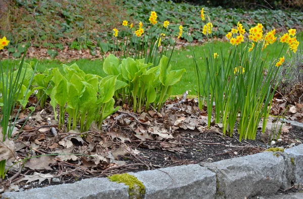 Pretty early spring daffodils and hostas Stock Image