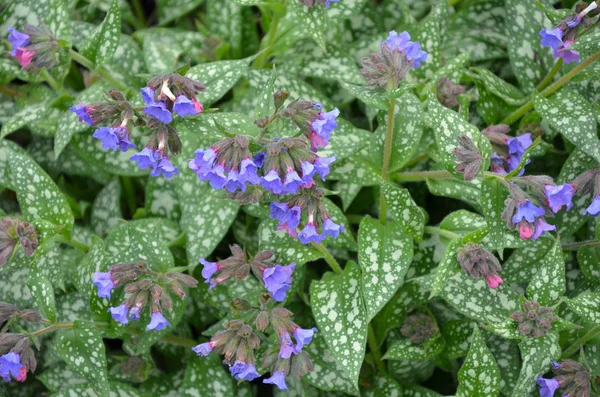 Bahar lungwort çiçekleri