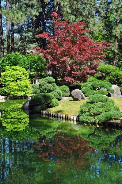 Cool garden pond in summer — Stock Photo, Image