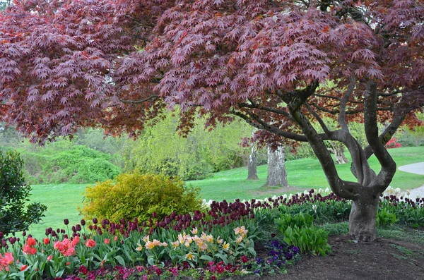カラフルな春のチューリップと木 ロイヤリティフリーのストック写真