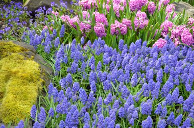 pembe sümbül ve bluebell çiçekler