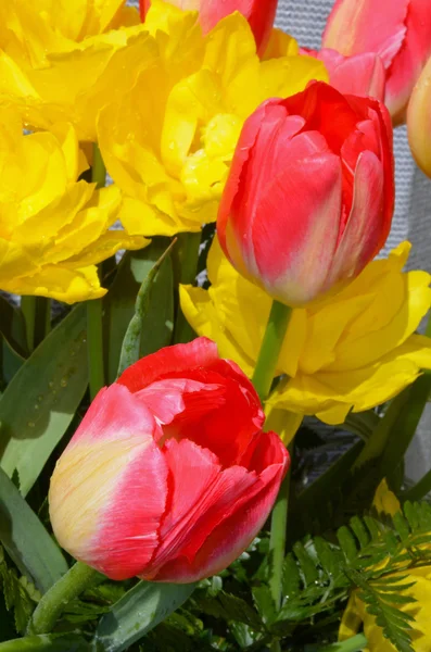 Tulipas vermelhas e amarelas — Fotografia de Stock