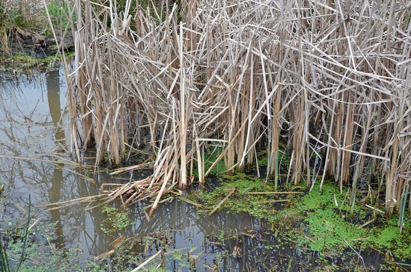 Marsh in early spring — Stock Photo, Image