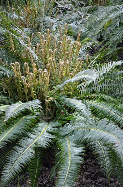 Lush green fiddlehead ferns — Stock Photo, Image