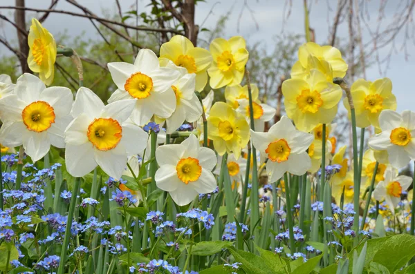 Beautiful White Yellow Spring Daffodil Garden — Stock Photo, Image