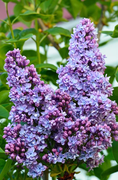 Purple spring lilacs in bloom — Stock Photo, Image