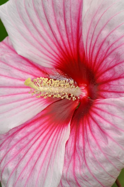 Flor de hibisco rosa e branca — Fotografia de Stock