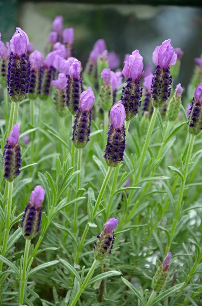 Фіолетові ароматні квіти лаванди Стокове Фото