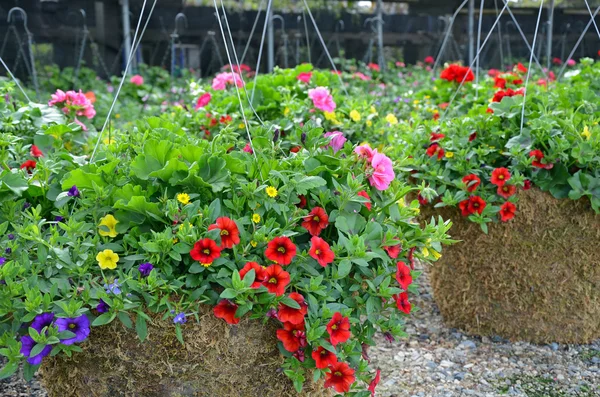 Colorful little petunia hanging baskets Stock Image