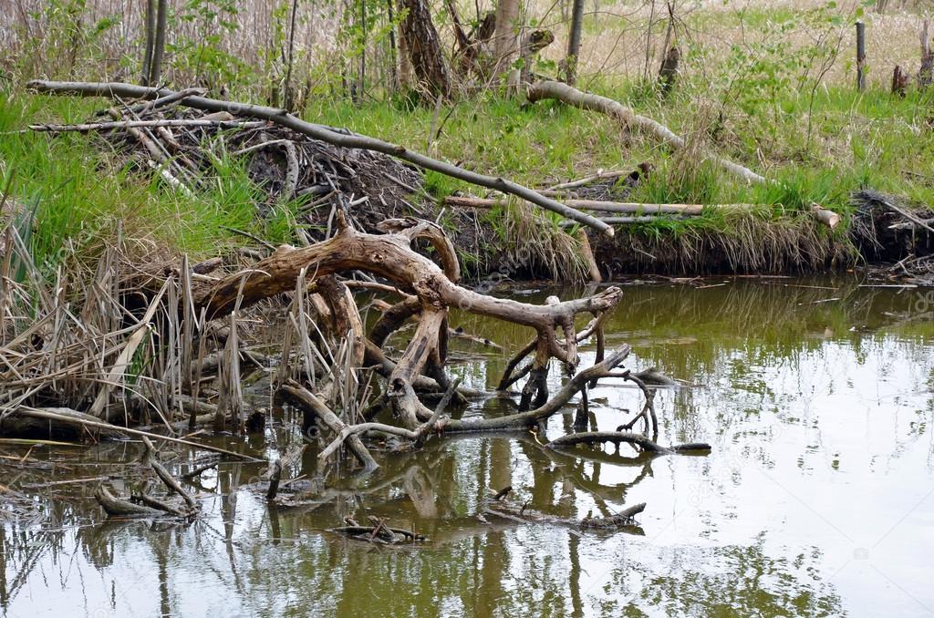 Spring bog with old trees