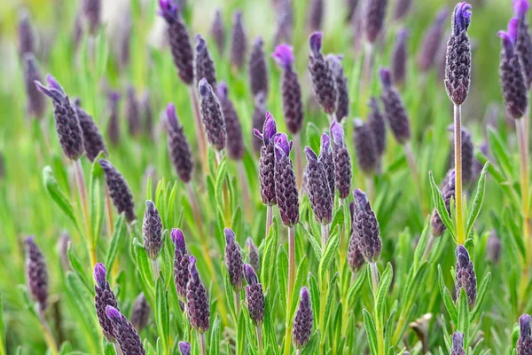 Purple lavender garden — Stock Photo, Image