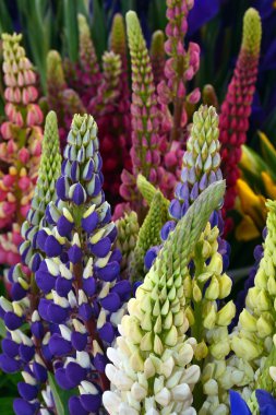 Renkli lupin çiçekler