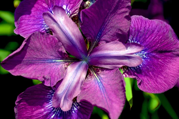Lila Irisblüte aus nächster Nähe — Stockfoto
