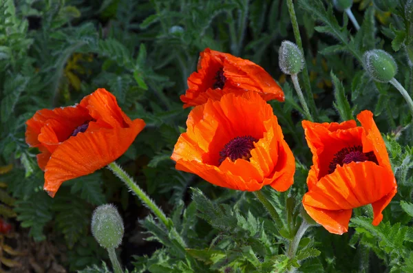 Beautiful orange poppies Stock Picture