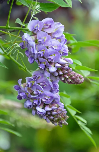 Little purple wisteria flowers Royalty Free Stock Images