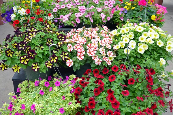 Colorful petunia flower hanging baskets Stock Photo