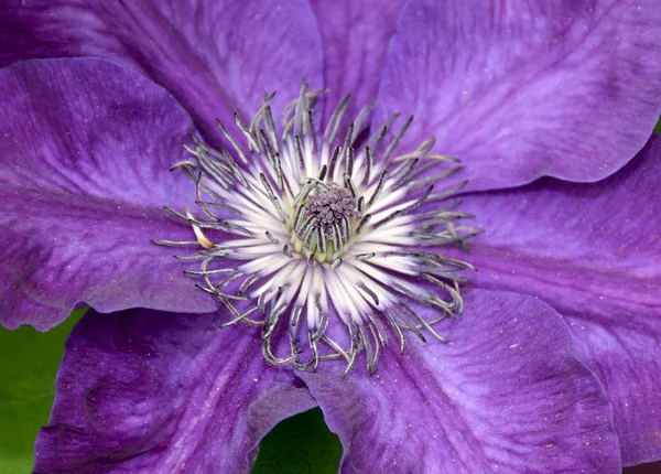 Close up of purple clematis flower — Stock Photo, Image