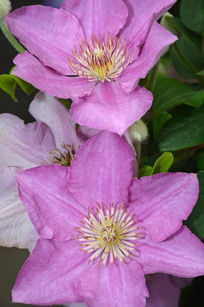 Purple clematis flowers Royalty Free Stock Images