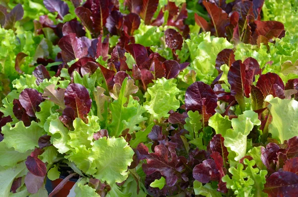 Zöld-piros saláta — Stock Fotó