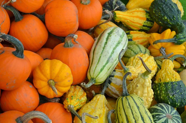 Colorful pumpkins and gourds — Stock Photo, Image