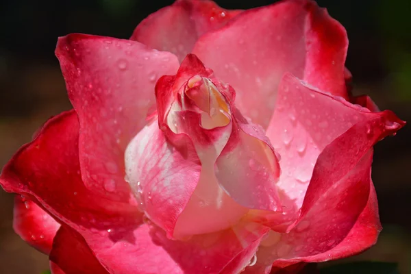 Červená a bílá růže — Stock fotografie