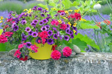 Purple petunias in yellow flowerpot