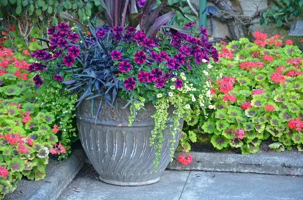 Petunias y geranios jardín de flores — Foto de Stock