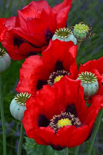 Beaux coquelicots rouges — Photo