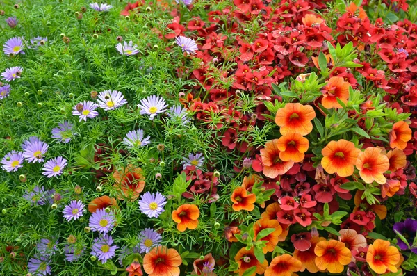 Rote und orange Petunien Blumen — Stockfoto