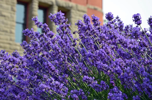 Violette Lavendelblüten — Stockfoto