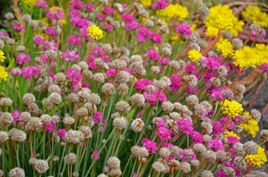 Pink armeria flowers