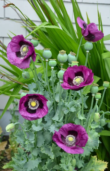 Paarse poppy bloemen — Stockfoto