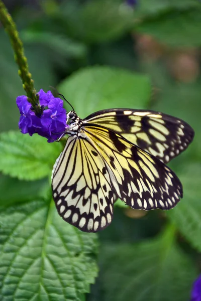 Ninfa da árvore branca — Fotografia de Stock