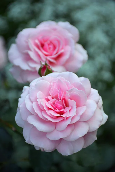 Zwei elegante Rosen — Stockfoto