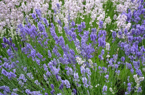 Duftender rosa und lila Lavendel — Stockfoto