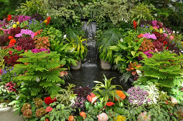 Colorato giardino tropicale — Foto Stock