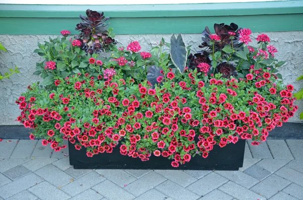 Plantador de flores vermelho petúnia — Fotografia de Stock