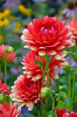 Kırmızı ve sarı dahlias