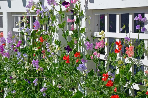 Sweet pea flowers — Stock Photo, Image