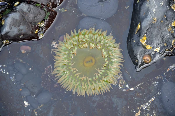 Green anemone in tidal pool