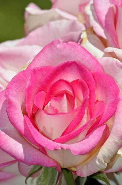 Single pink and white rose — Stock Photo, Image