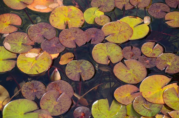 Lilypads floating on pond — Φωτογραφία Αρχείου