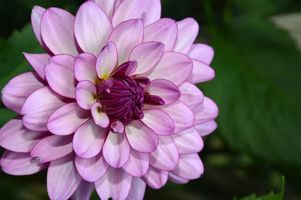 Lilla dahlia blomst nært – stockfoto